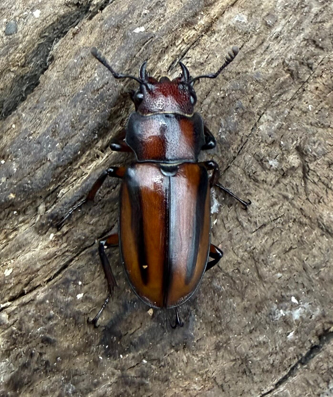【WD】《アサヒナホソアカ 中国亜種 27mm ペア》