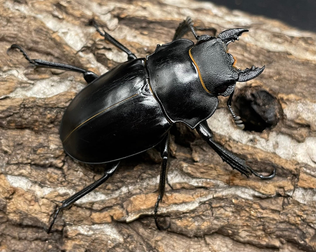 【WD】レア個体《アルケスツヤクワガタ 75mm ペア》