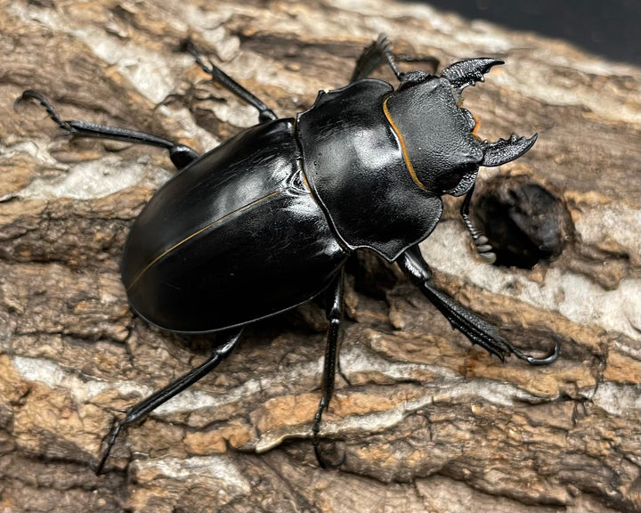 【WD】レア個体《アルケスツヤクワガタ 75mm ペア》