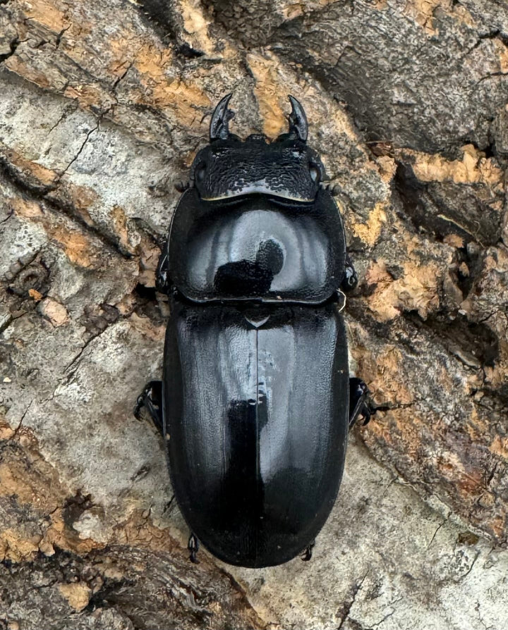 【WD】良型《パラワンオオヒラタクワガタ 95mm ペア》