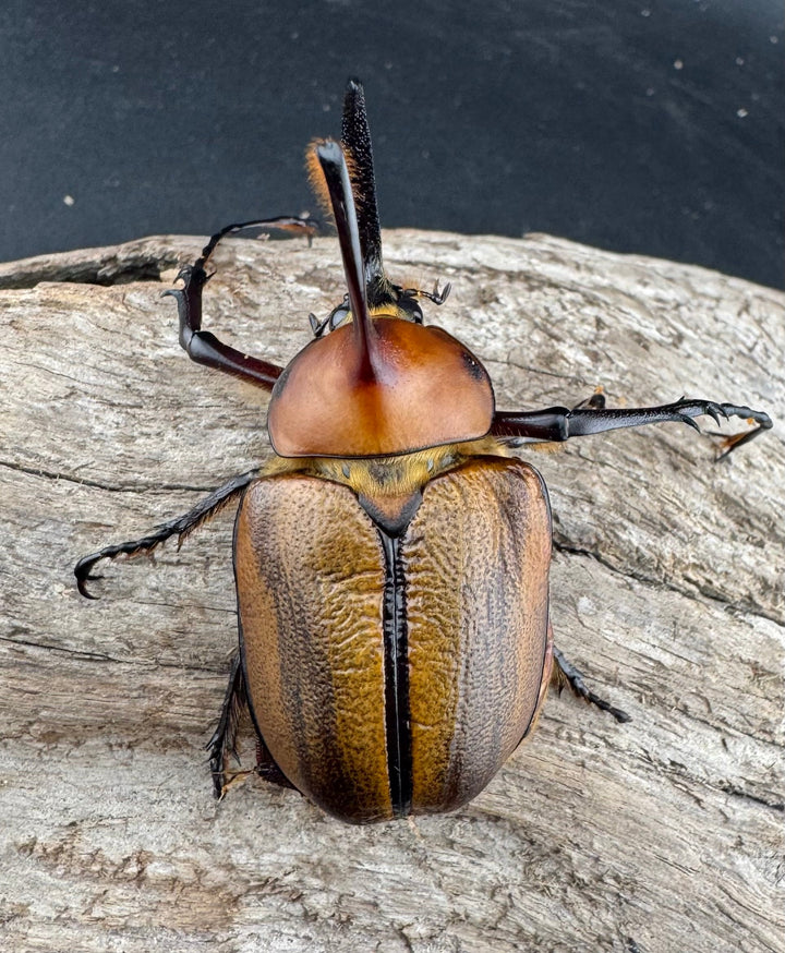 【WF3】《ゴロファ sp. Free ♂単B品》