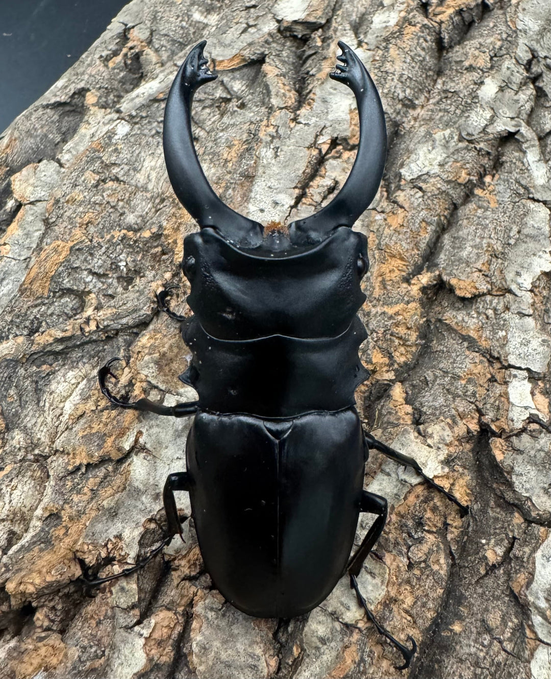 【WD】大歯《アルケスツヤクワガタ 86mm ペア》