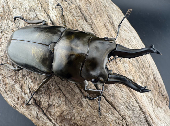 【F0】《ローゼンベルグオウゴンオニクワガタ 71.5mm ペア》