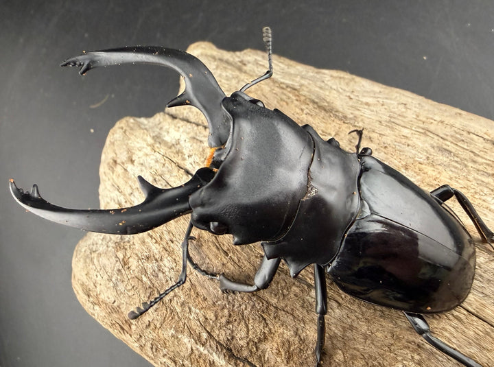 【WD】《インターメディアツヤクワガタ バタラザ産 97mm ペア》