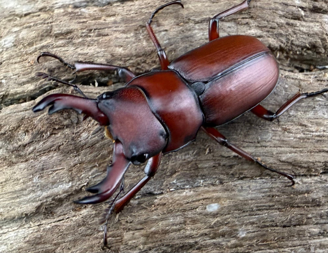 【WD】《ヨンレンセスジ 23.5mm ペア》