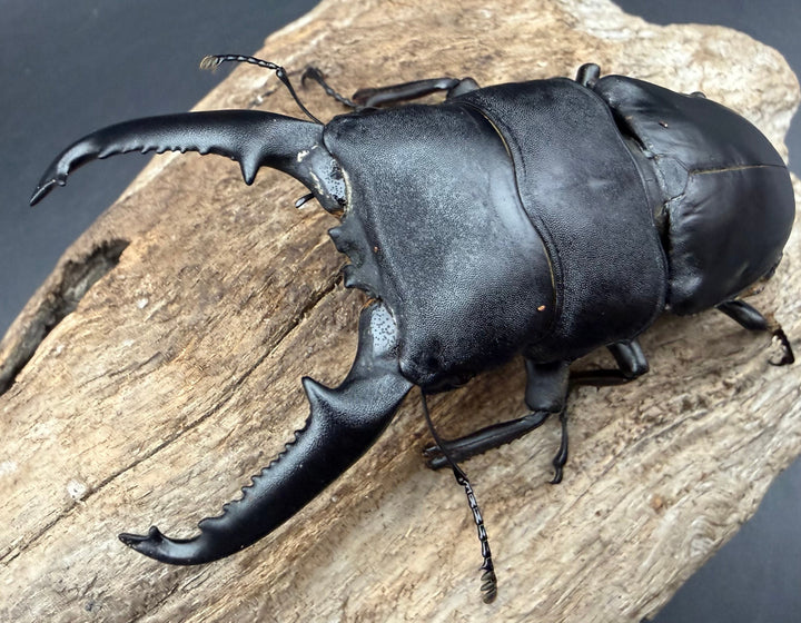 《パラワンオオヒラタクワガタ 90.5mm ♂♀♀トリオA'品》