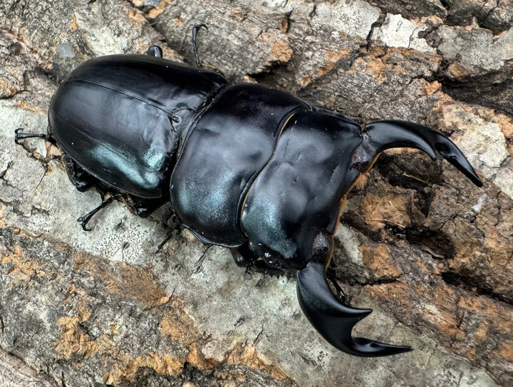 《インドアンタエウス タイガーヒル産 70mm ペア》