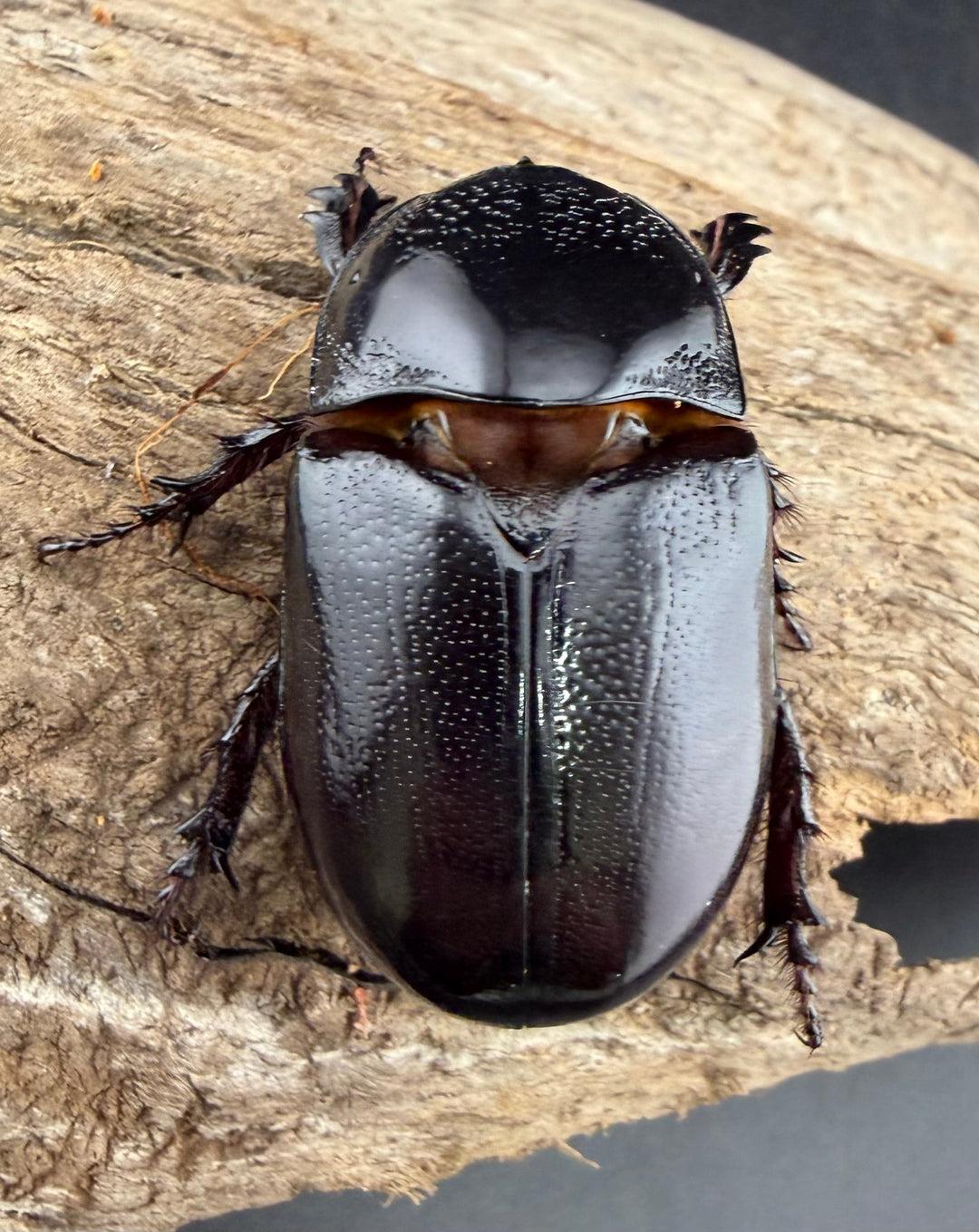 【WD】《マルタバンメンガタカブト 63mm A'品ペア》