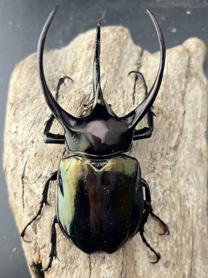 【WD】良型《ミンダナオアトラスオオカブト マラグサン産 96mm ペア》