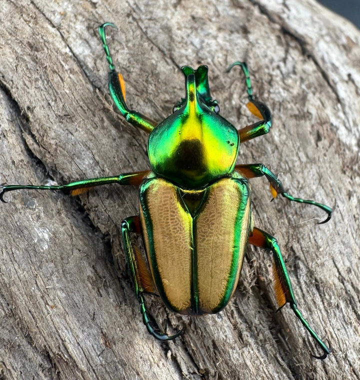 【WD】《セブヒメカブトハナムグリ亜種kachikun ペア》