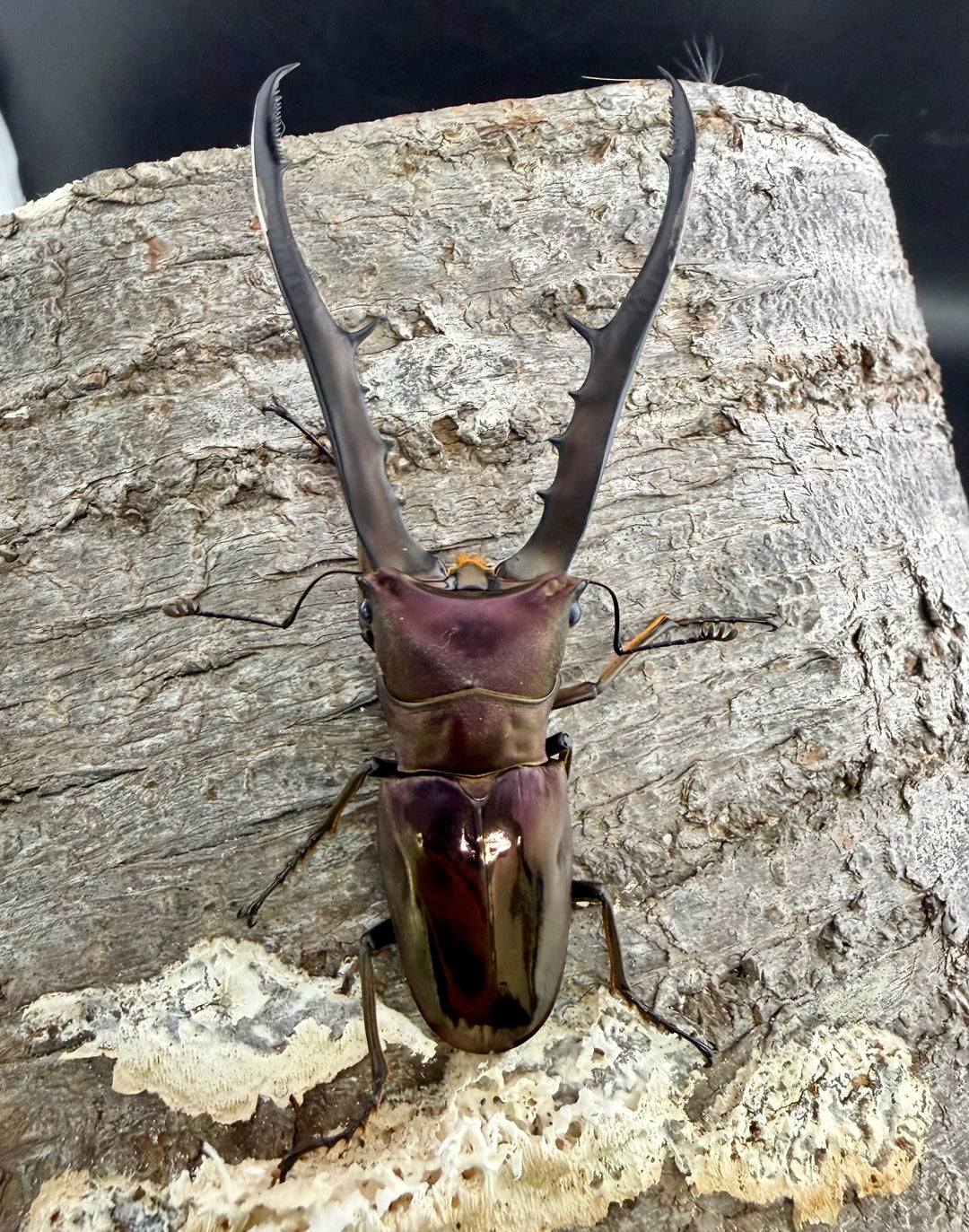 《メタリフェルホソアカ亜種フィナエ 83mm パープル系 ペア》