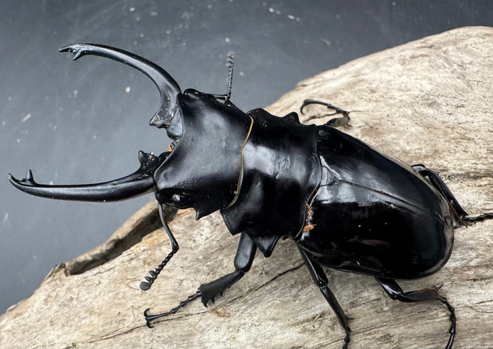 【WD】《ダールマンツヤクワガタ亜種celebensis 85.5mm ペア》