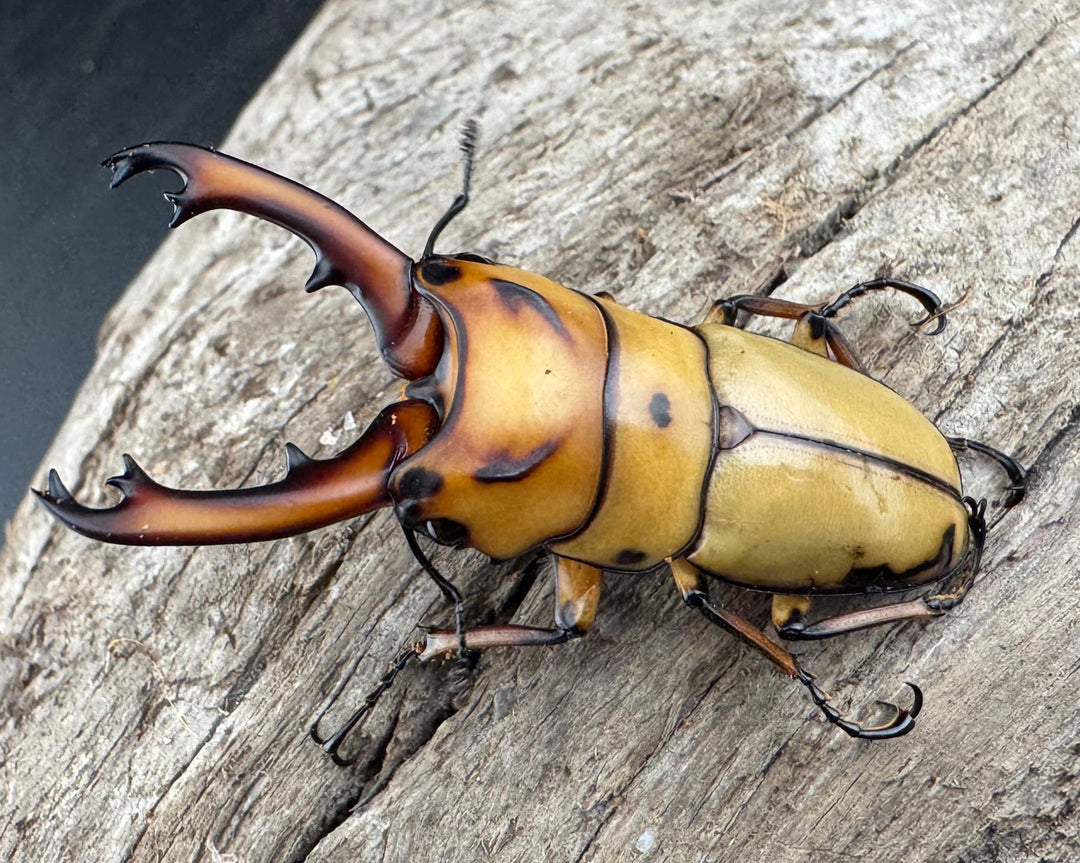 【WD】《オキピタリスノコギリ原名亜種 46.5mmペア》