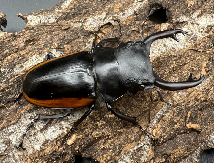 【WD】《スティーブンスツヤ亜種mamaesaensis 69mm ペア》