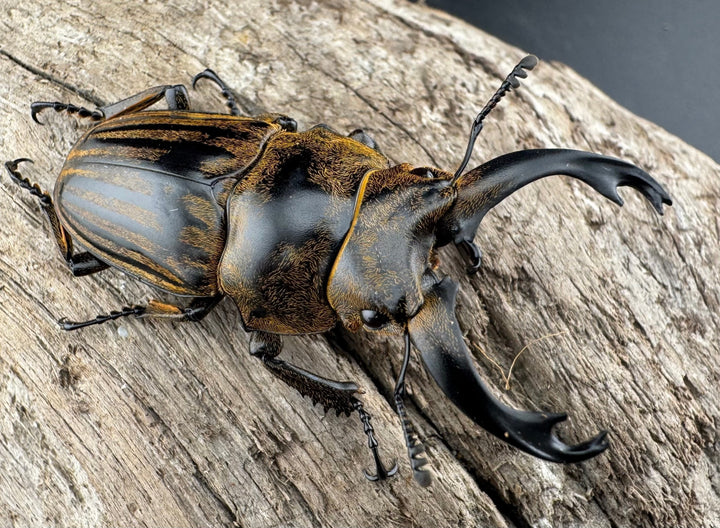 【WD】《ストリアータツヤクワガタ 48.5mm ペア》