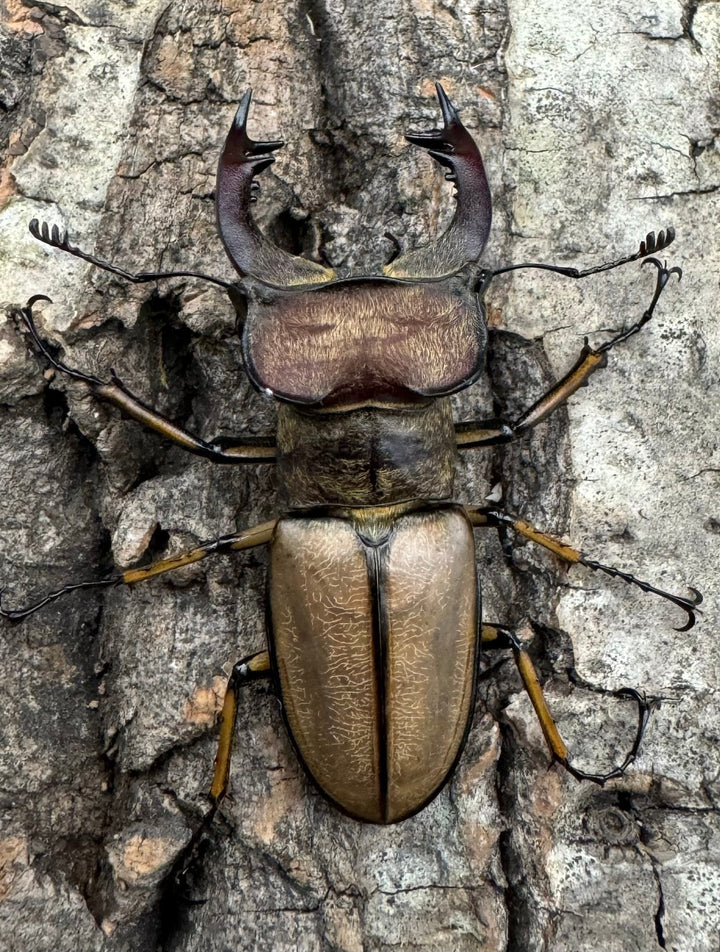 【WD】《デラバイミヤマ 46.5mm ペア》