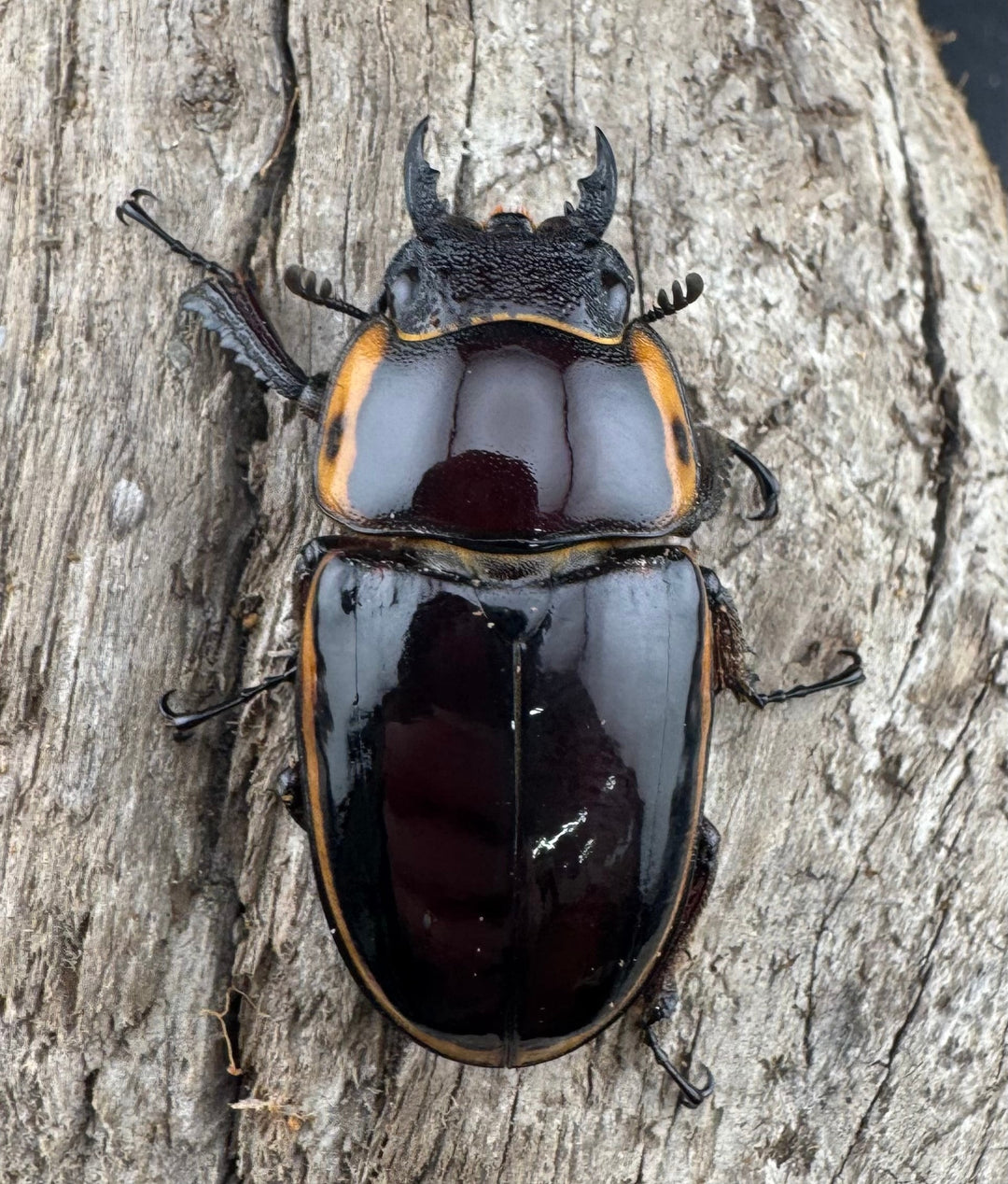 《ファブリースノコギリ亜種タカクワイ 75mm ペア》