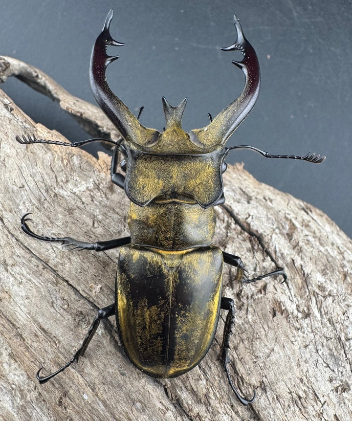 【WD】《フルキフェルミヤマ 68mm ペア》