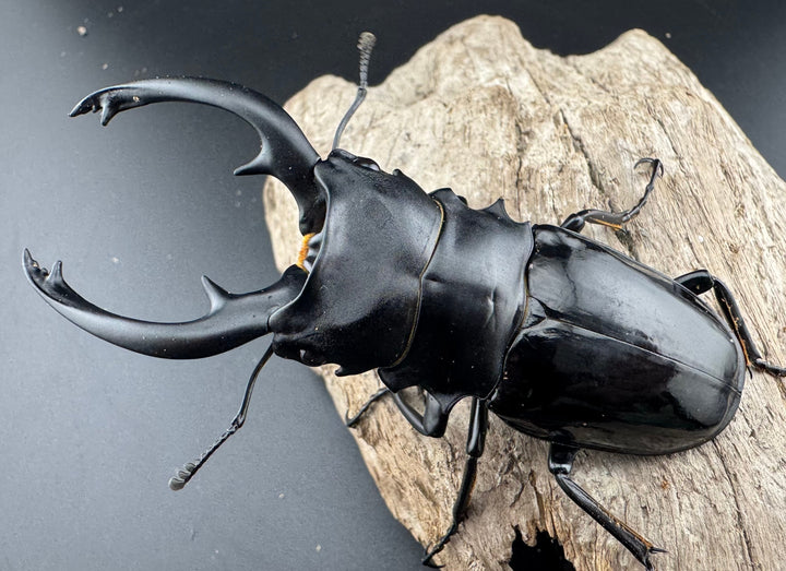 【WD】《インターメディアツヤクワガタ パラワン産 91mm ペア》