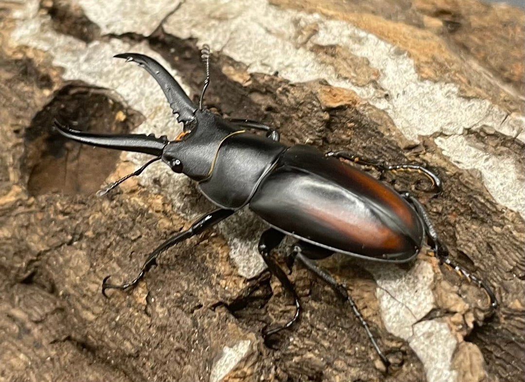 【WD】超貴重種《スピネウスノコギリクワガタ 36mmUP ペア B品》