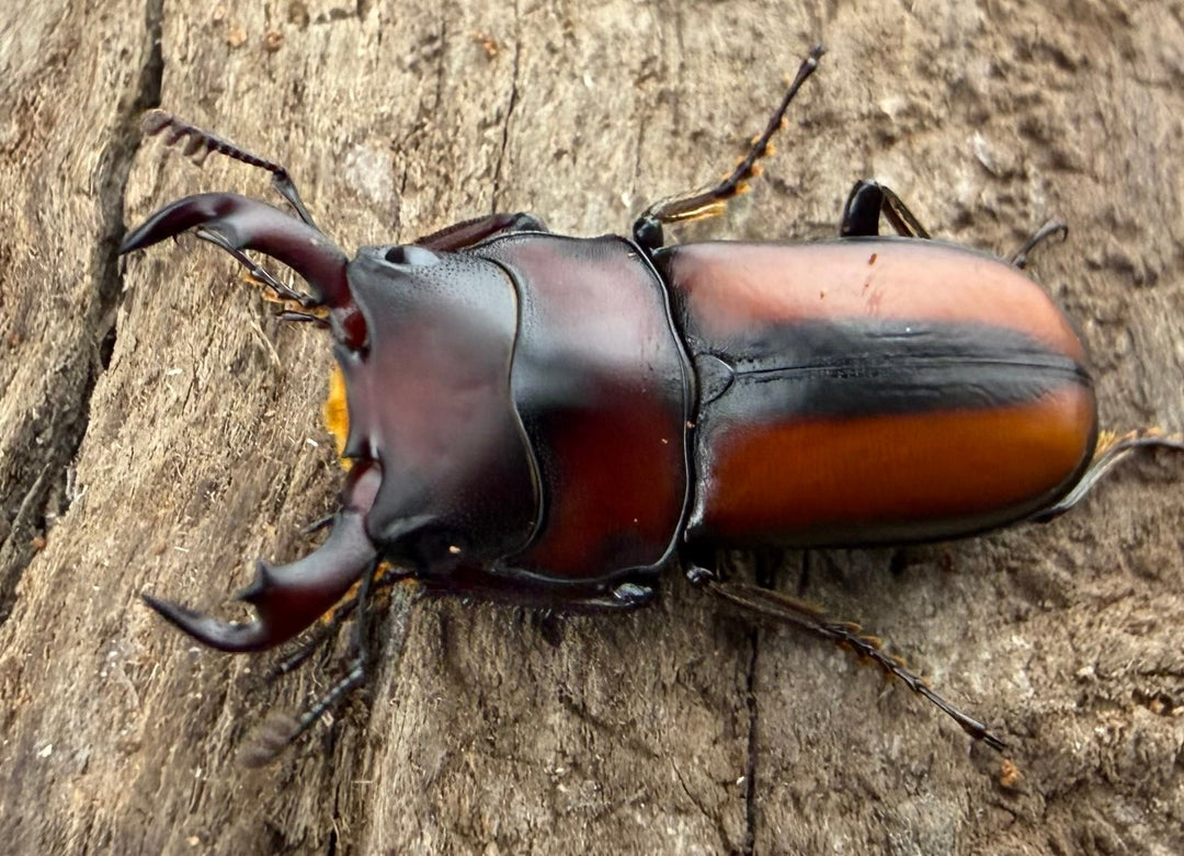 【WD】《エレガントゥルスコクワ原名亜種 22mm ペア》