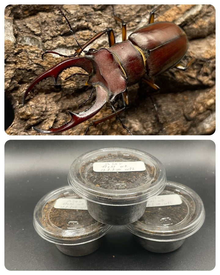 【WF1】貴重種《ジュシャンミヤマ 幼虫3頭セット》