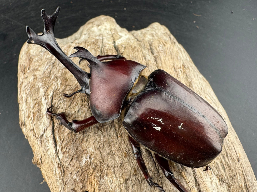 《国産カブトムシ 栃木県産 75mmUP ペア》