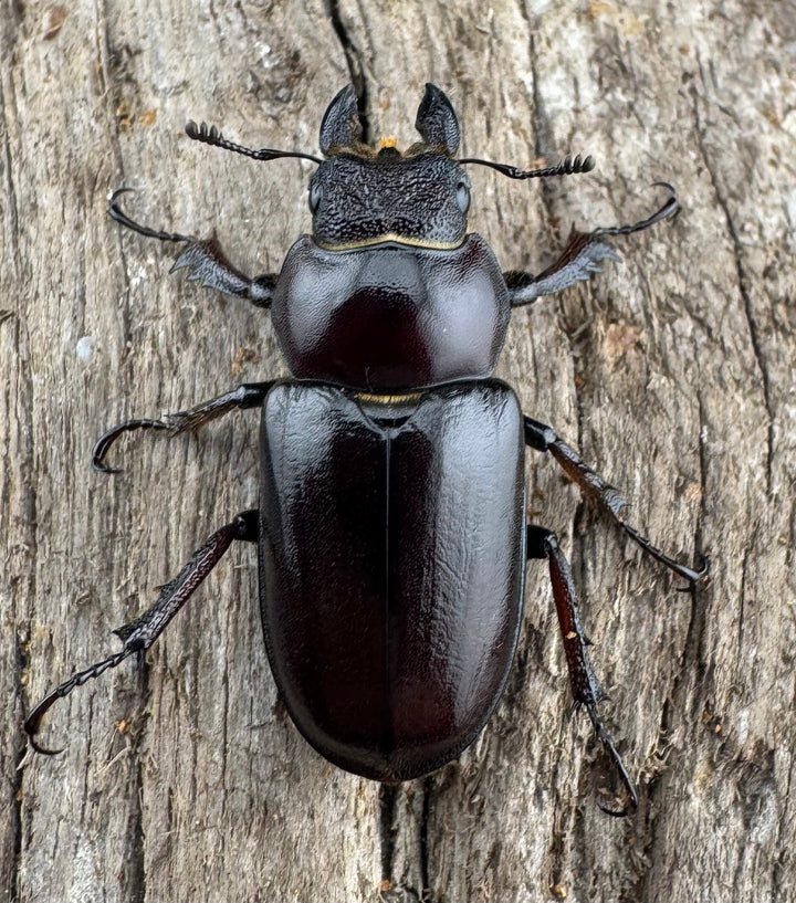 【WD】2021年新種《モーミヤマクワガタ 32mm ペア》