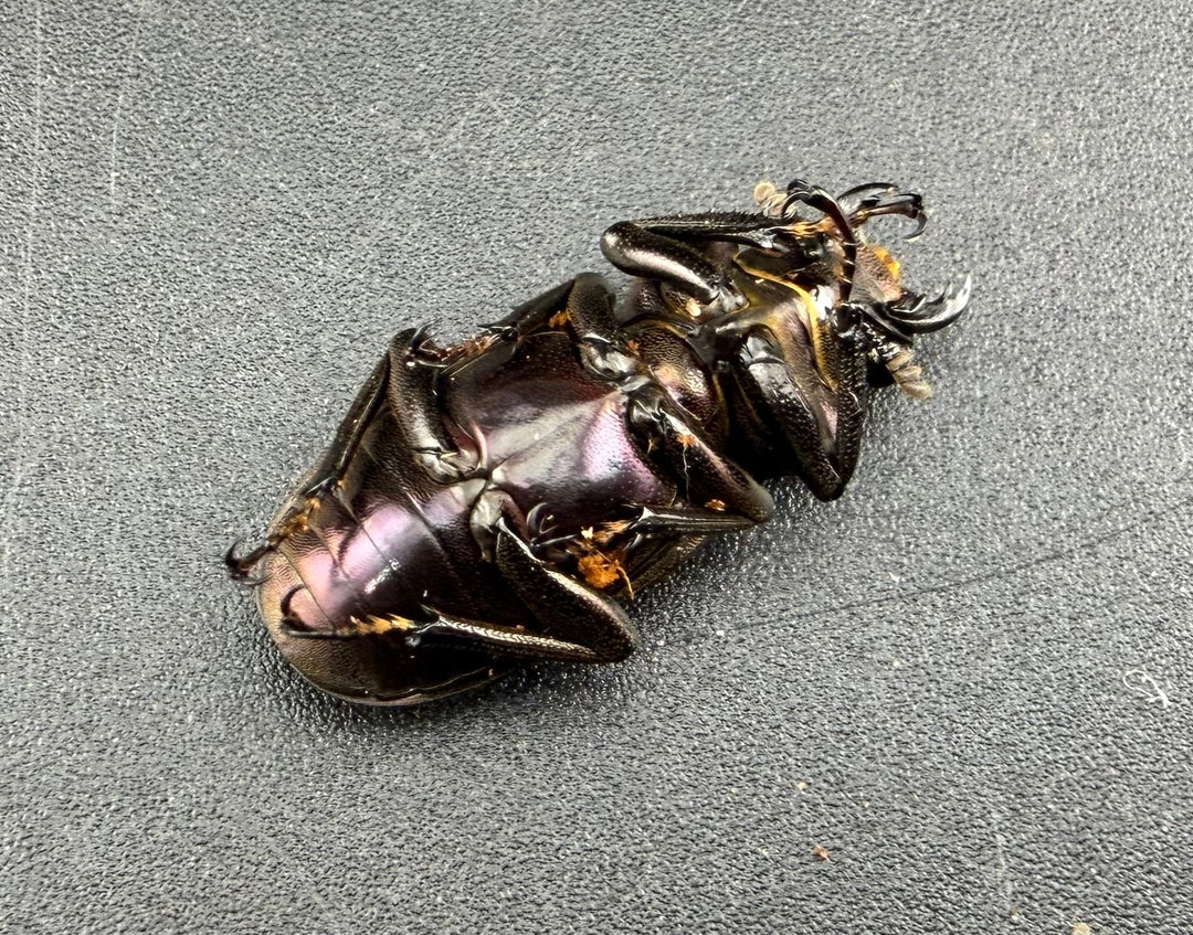 《メタリフェルホソアカ亜種finae 73.5mm ペア》