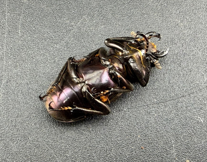 《メタリフェルホソアカ亜種finae 73.5mm ペア》