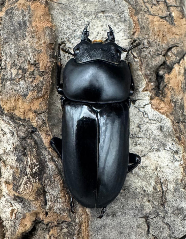 【WD】《セメノウコクワ 雅安産 39mm ペア》