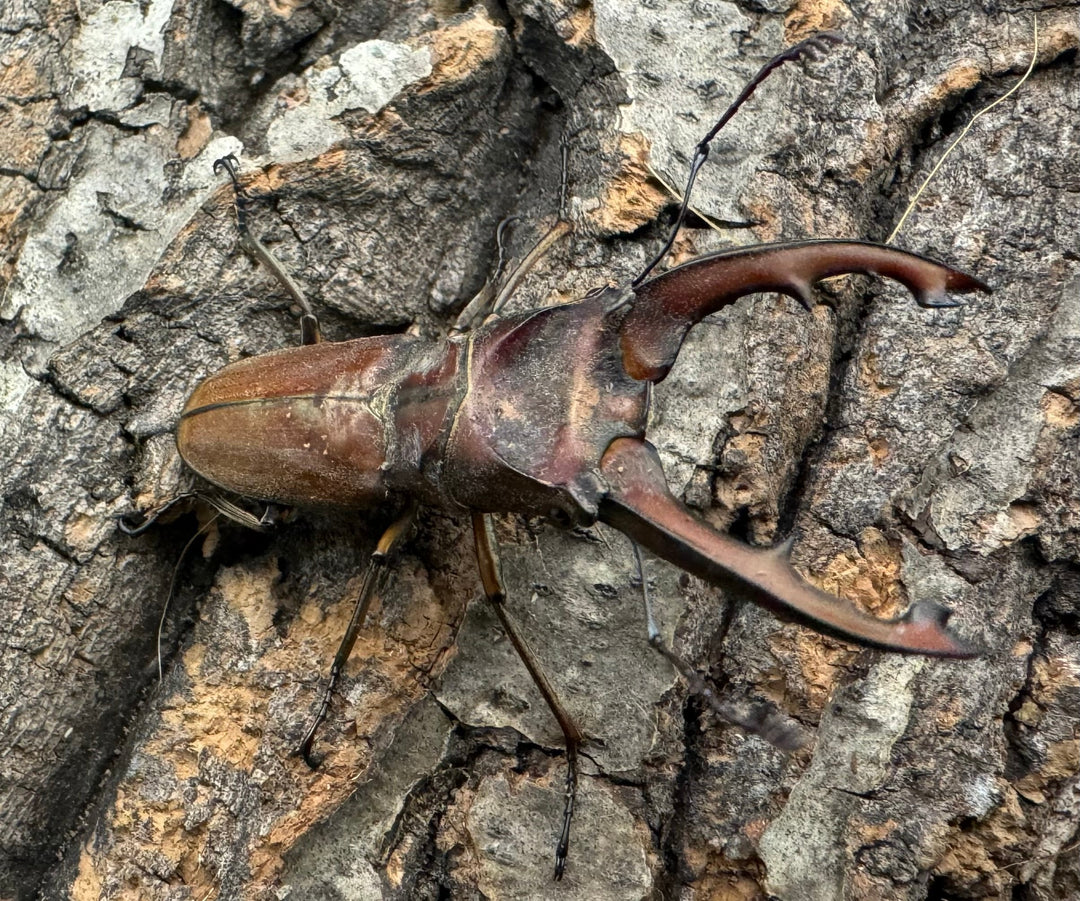 【WD】《ズベールホソアカ 51mm A’品ペア》