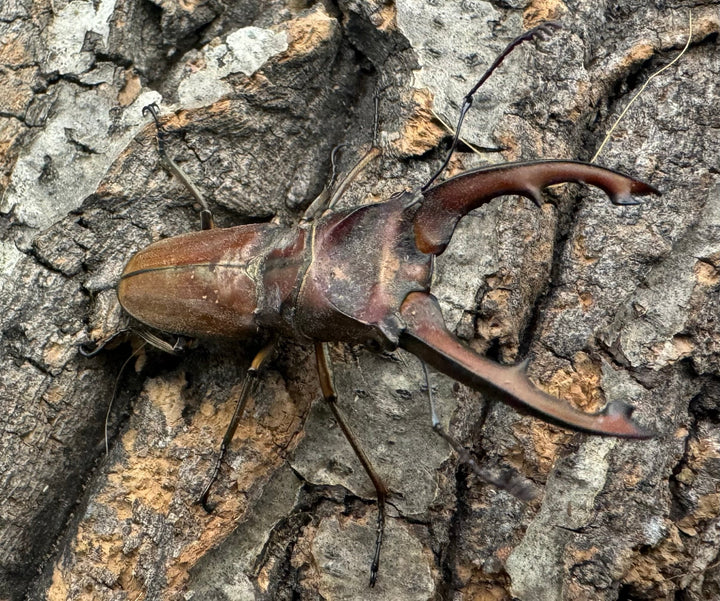 【WD】《ズベールホソアカ 51mm A’品ペア》