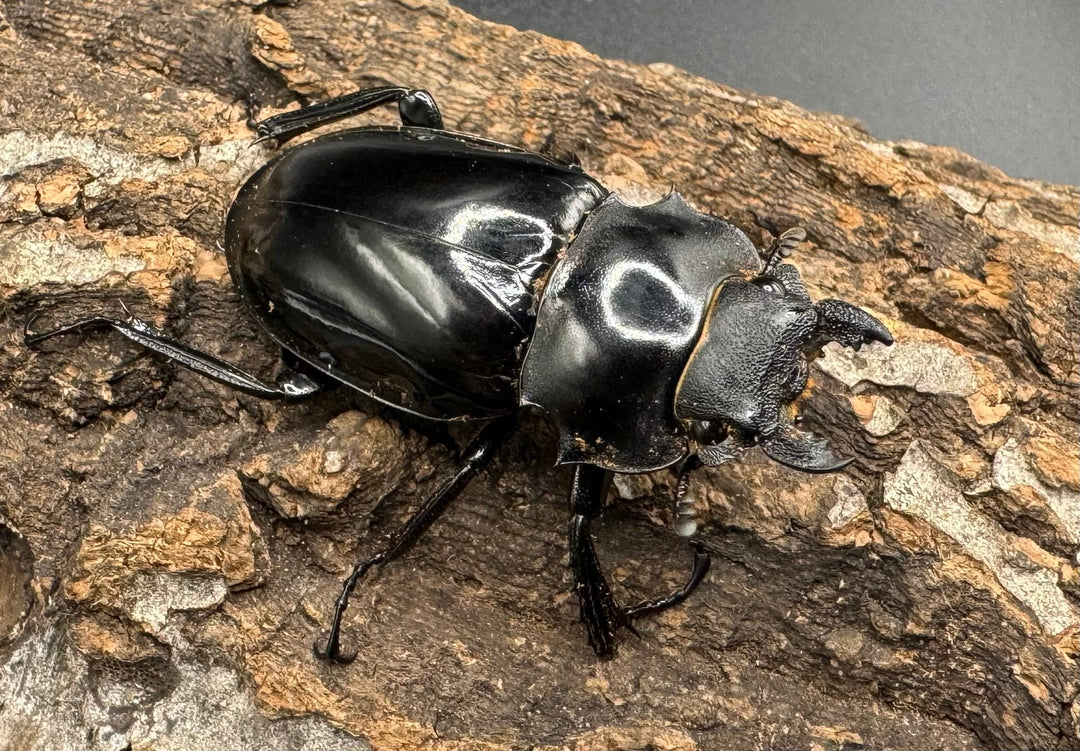 【WD】《インターメディアツヤクワガタ 88mm ペア》