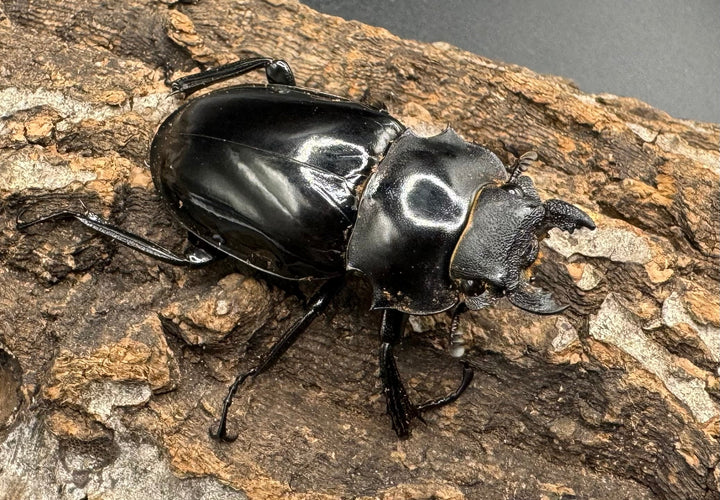 【WD】《インターメディアツヤクワガタ 88mm ペア》