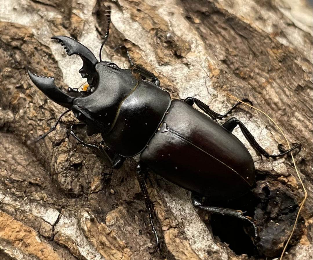 【WD】《オーエンノコギリクワガタ中国亜種melli 34.5mm ペア》