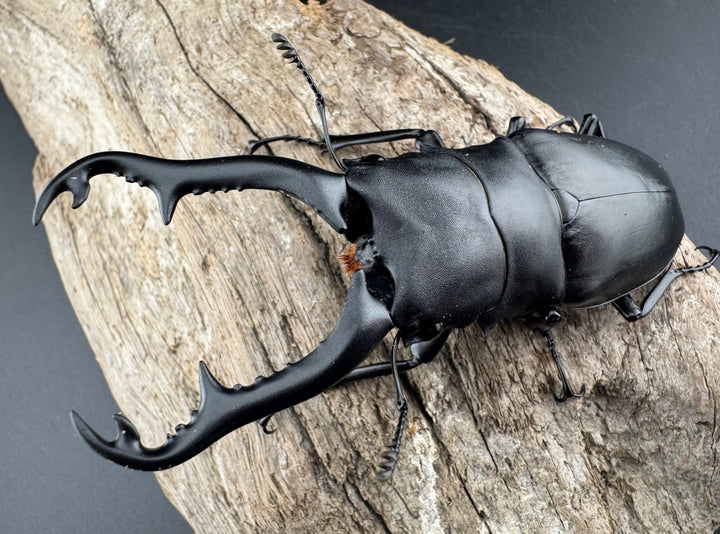 【WD】《 ギラファノコギリ亜種ボロブドゥール 91.5mm ペア》