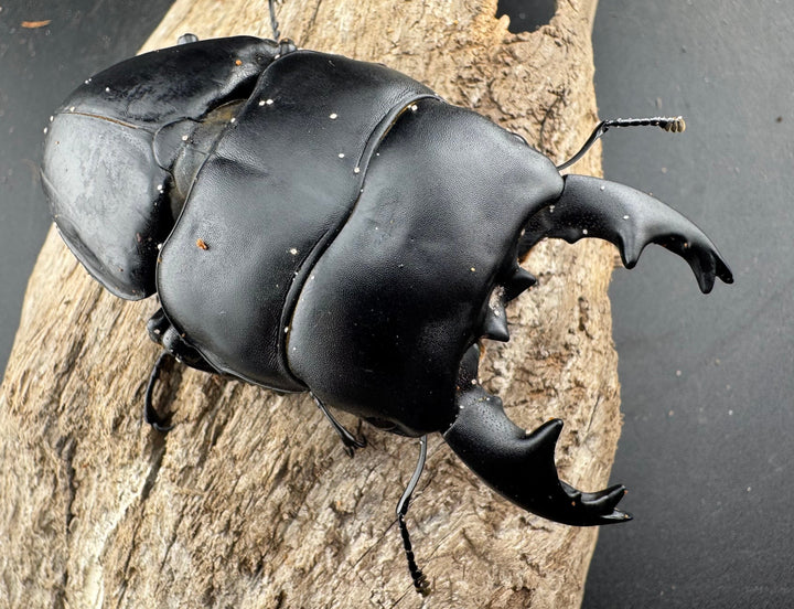 【WD】《アルキデスヒラタ ベンクール産 86mm 胸幅35mm ペア》