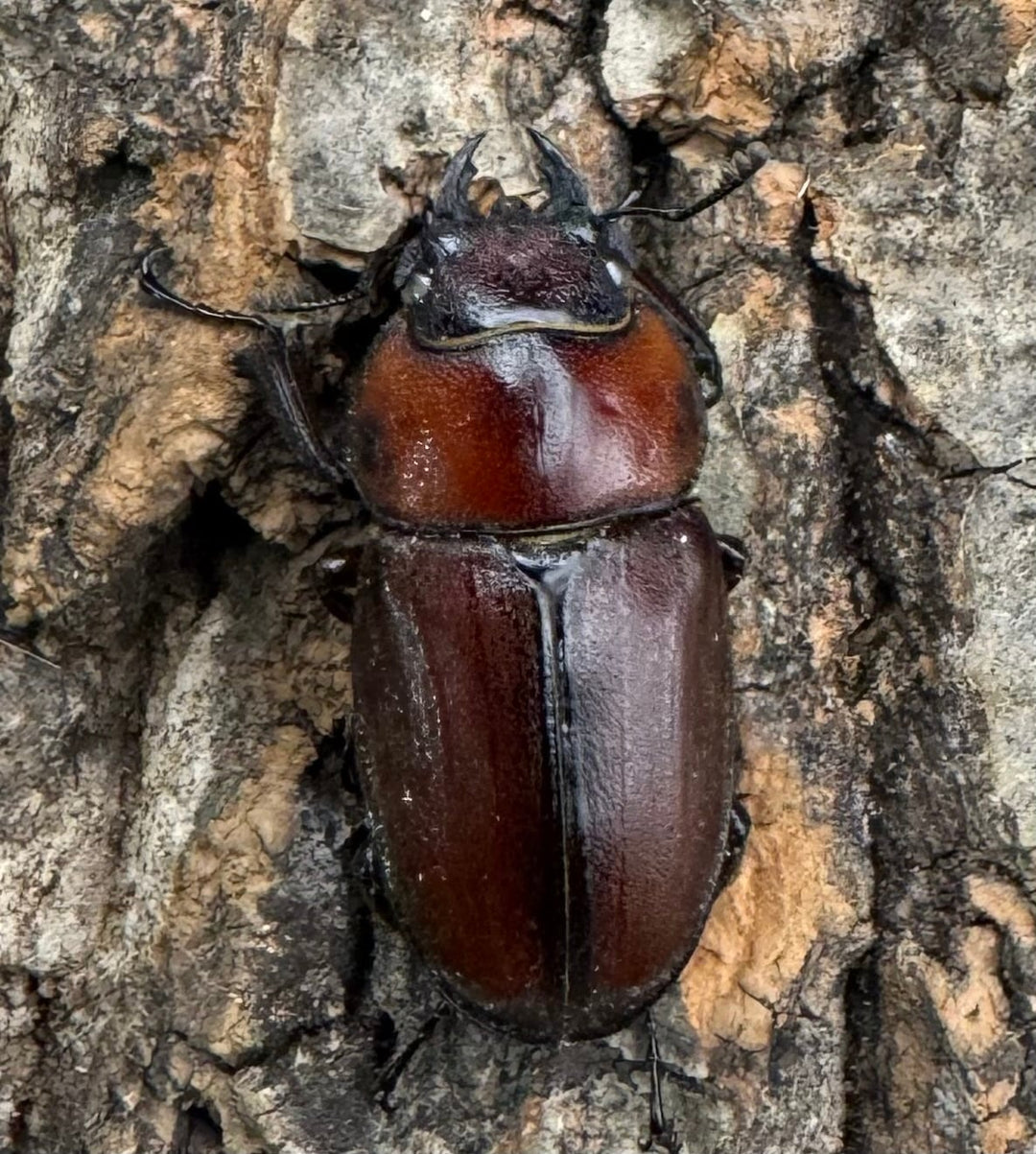 《トカラノコギリクワガタ ホワイトアイ 44mm ♂♀♀♀セット》