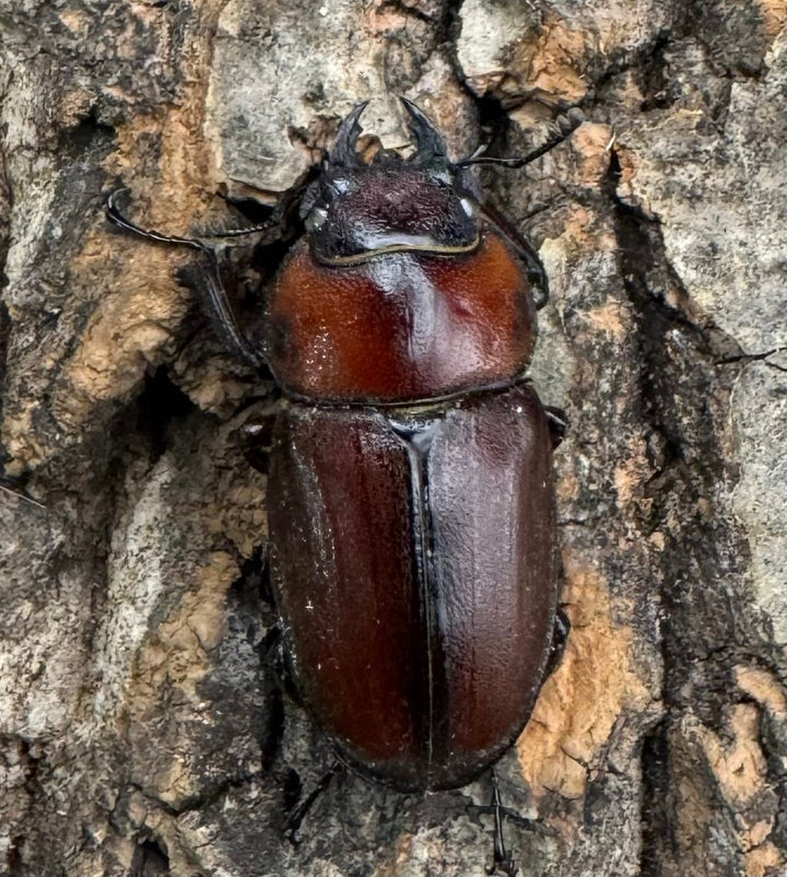 《トカラノコギリクワガタ ホワイトアイ 44mm ♂♀♀♀セット》