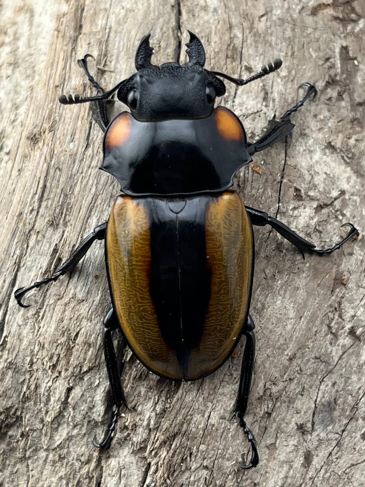 【WD】《ラコダールツヤクワガタ アチェ産 75.5mm ペア》