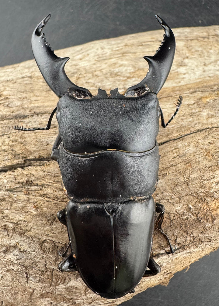 【WD】《ミンダナオヒラタ マラグサン産 79mm ペア》