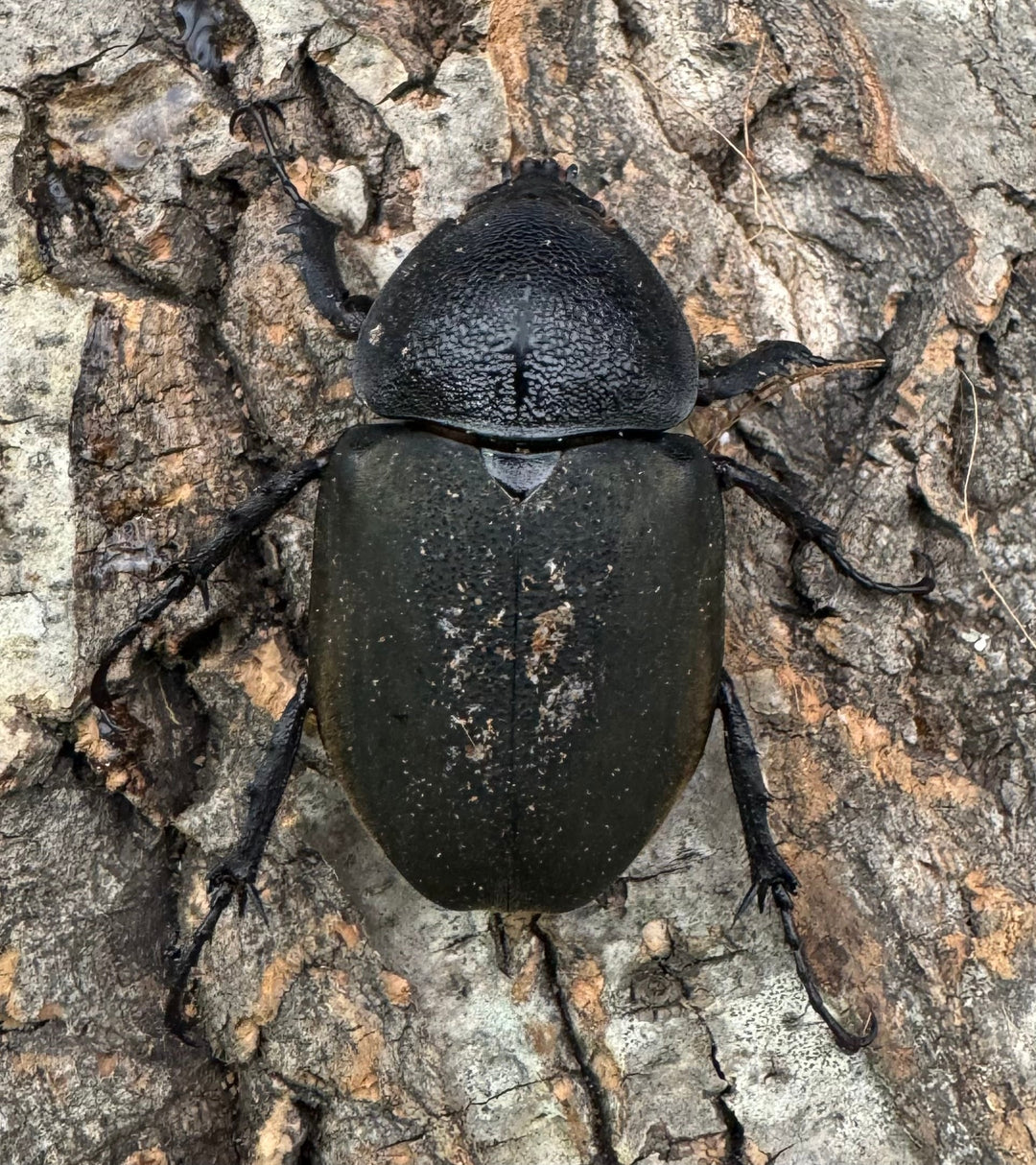 【WD】《ミンダナオアトラスオオカブト 98mm ペア》