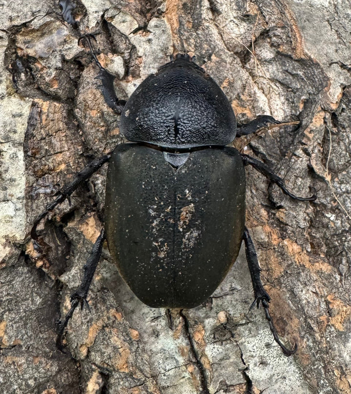 【WD】《ミンダナオアトラスオオカブト 98mm ペア》