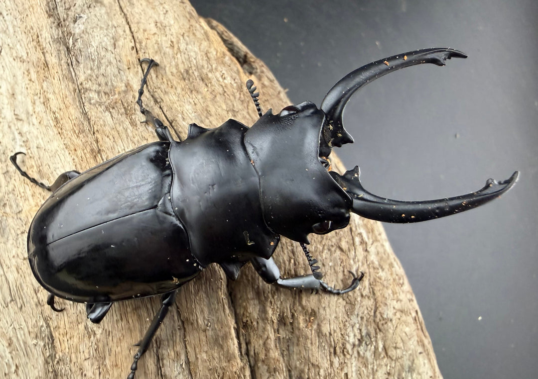 【WD】《ダールマンツヤクワガタ亜種セレベンシス 84.5mm ペア》