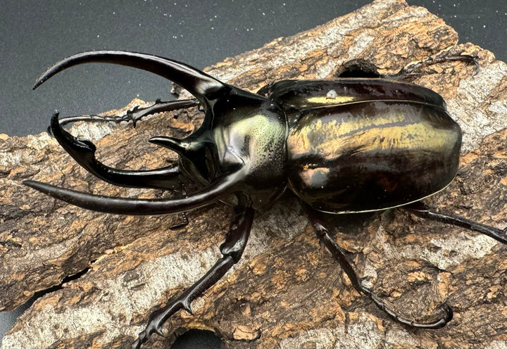 【WD】《ミンダナオアトラスオオカブト 88mm A’品ペア+おまけB♀単付き》