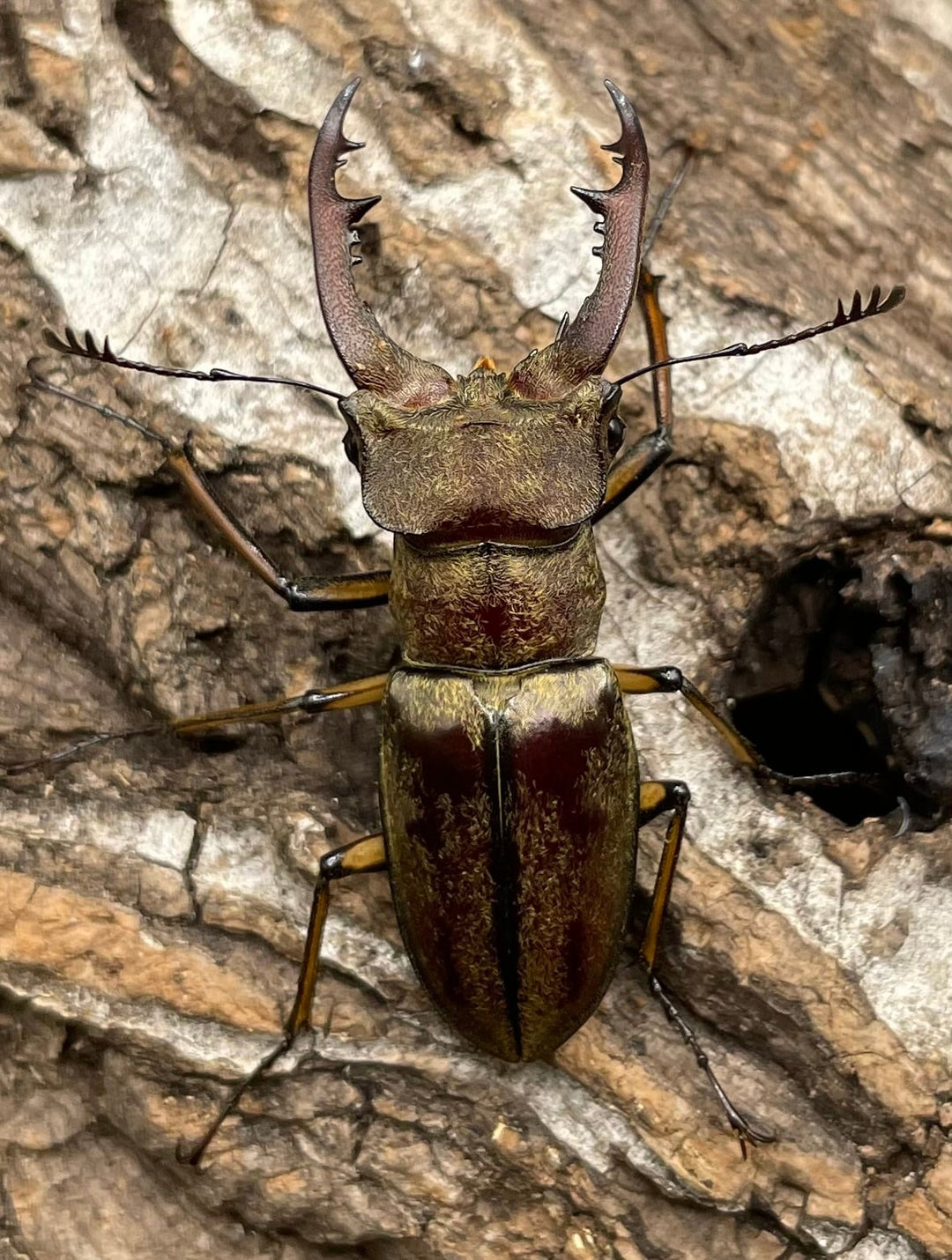 【WD】超貴重《デランミヤマクワガタ原名亜種 38mm ペア》