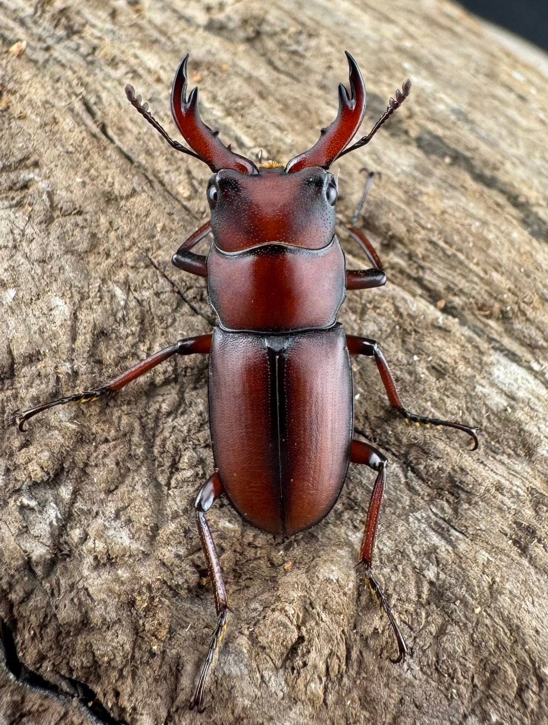 【WD】《ヨンレンセスジ 23mm ペア》