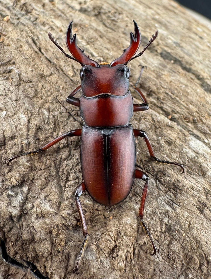 【WD】《ヨンレンセスジ 23mm ペア》