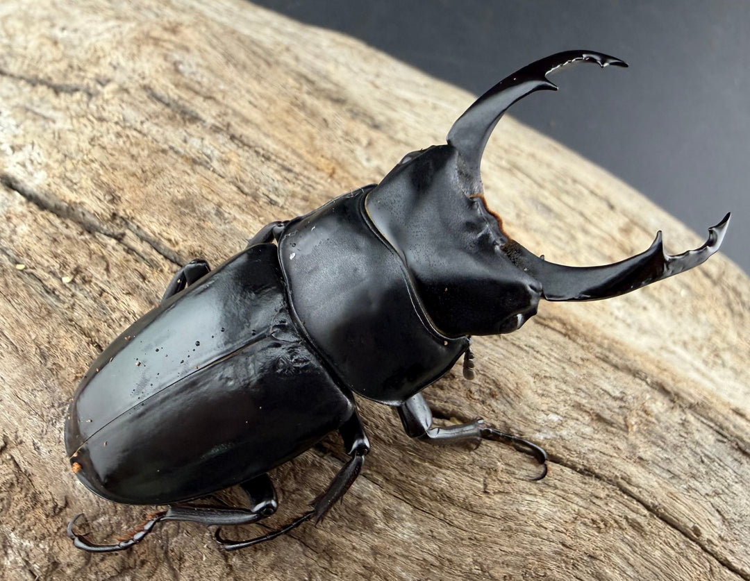 《ネパレンシス ランターン産 59mm ♂♀♀トリオ》